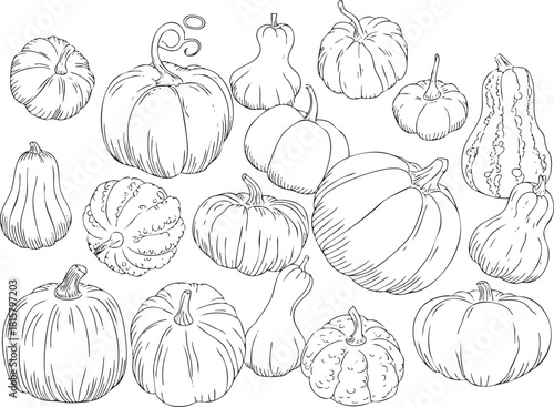 Collection of different pumpkins and gourds line art pattern illustration