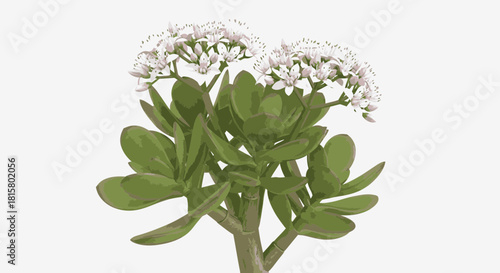 A beautiful digital illustration of a flowering Jade Plant with thick green leaves and delicate white blossoms.