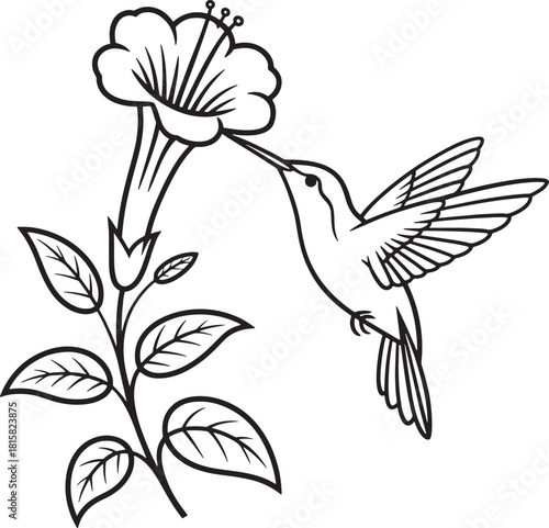 Hummingbird enjoying nectar from flower vector illustration in line art style