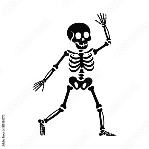Illustration of a skeleton isolated on the skeleton is the bony framework of the body, providing support and protection for the organs and tissues