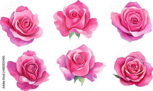 pink rose isolated on white