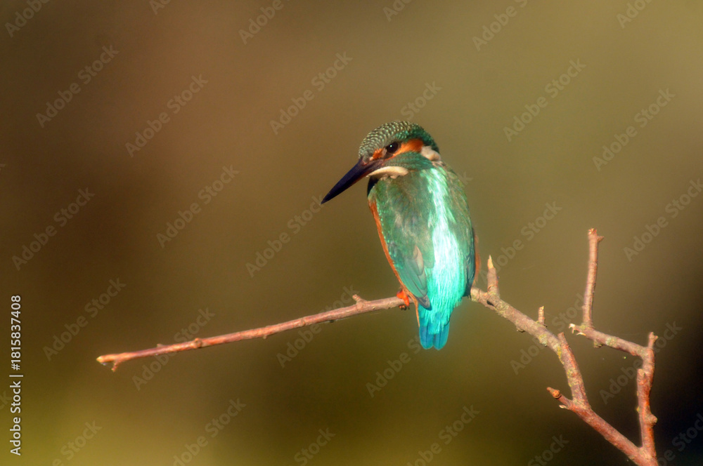 Fototapeta premium martin pescador en el rio adaja en avila