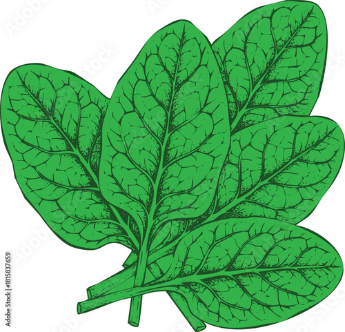 A small bunch of fresh, vibrant green spinach leaves, handdrawn illustration style, isolated on for easy use in design projects