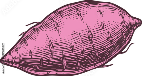 Hand drawn sketch of a single purple sweet potato vegetable, isolated on, vintage engraving style illustration