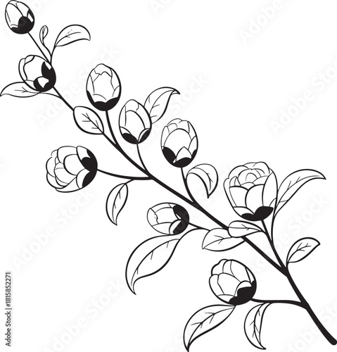 Flower buds line art illustration drawing of blooming branches botanical vector design