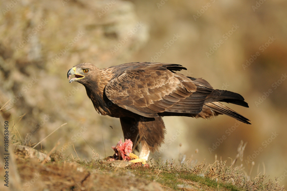 Obraz premium aguila real