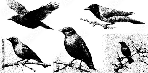 Vintage bird silhouettes in black engraving style. Hand-drawn illustrations in a set for an antique vector collection.