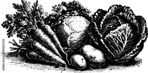 Engraving of vegetables including carrot, cabbage, and potato. Detailed black and white vector illustration set showcasing a rustic arrangement.