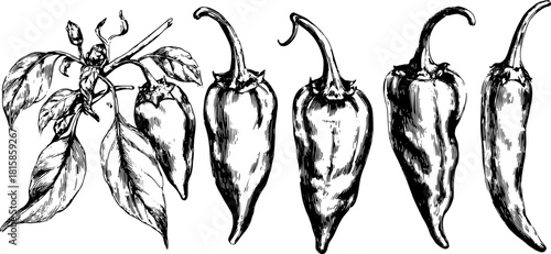 Chili pepper plant with leaves and peppers in black and white. Hand-drawn vector illustration showcasing realistic details in a set.
