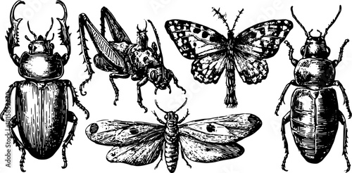 Engraved illustration of various bugs and insects. Antique hand-drawn vector set featuring beetles and moths in black outline.