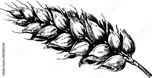 Wheat plant engraving in vintage line drawing style. Black and white illustration with intricate details. Perfect for various decorative applications, vector set.