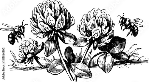 Clover flowers and bees in a detailed botanical set. Vintage black and white vector illustration depicting nature and the environment.