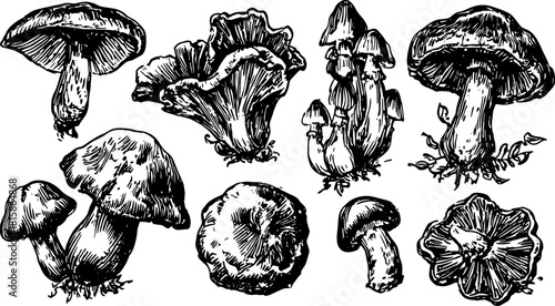 Vintage mushroom engraving in detailed line drawing. Botanical vector illustration set showcasing a variety of fungi.