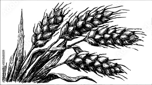 Wheat plant in black outline style. Vintage engraving and detailed textures make this a natural agricultural representation in vector illustration.