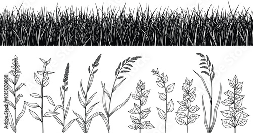 Botanical grass silhouettes, wild plant species, black and white nature illustration, detailed foliage drawing, ecological reference, vintage botanical study