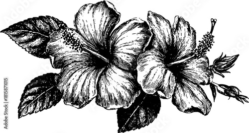 Hibiscus flower in vintage line drawing style. Black and white botanical illustration set on a white background, vector design.