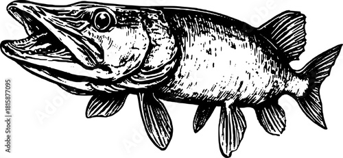 Vintage fish illustration in detailed line engraving style. This classic black and white vector art showcases realistic aquatic features in a unique set.
