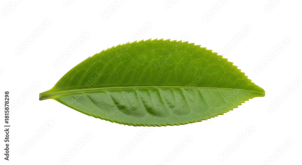 Obraz premium Vibrant green tea leaf close up macro detail against black background transparent background