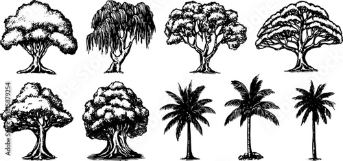 Vector illustration of a set of various tree species in a black and white sketch style. This illustration features detailed outlines of palm and other trees.