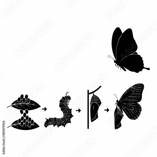 The life cycle of a butterfly, illustrating stages from egg to adult insect.