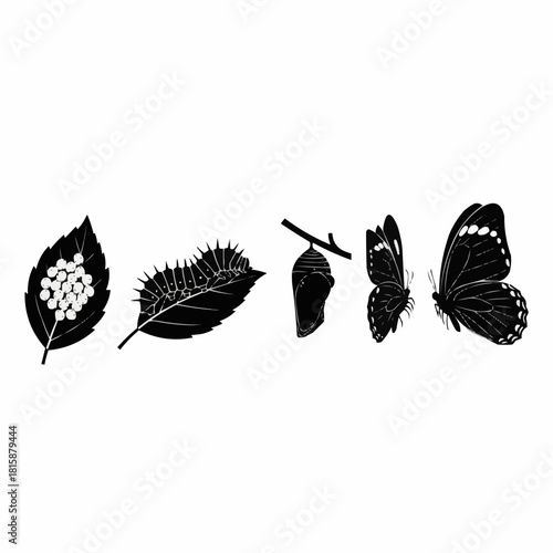 Butterfly life cycle stages: eggs on leaf, caterpillar, chrysalis, emerging butterfly, and adult butterfly.