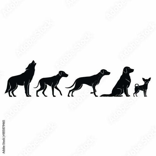 Silhouettes of various dog breeds and a wolf, arranged in a line, showcasing different sizes and forms.