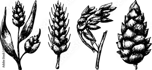 Botanical illustration featuring a set of detailed flowers and leaves. Black and white vector art sketch with fine outlines.