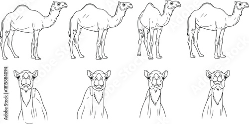 Camel outline sketch, desert animal drawing, dromedary illustration, wildlife vector art, Arabian camel design, safari symbol, nature graphic, transportation artwork