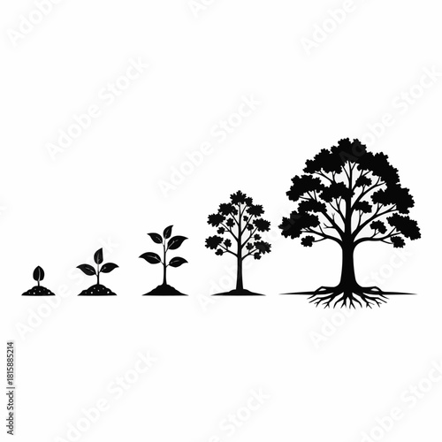 A black and white illustration depicting the growth stages of a tree, from seed to maturity.