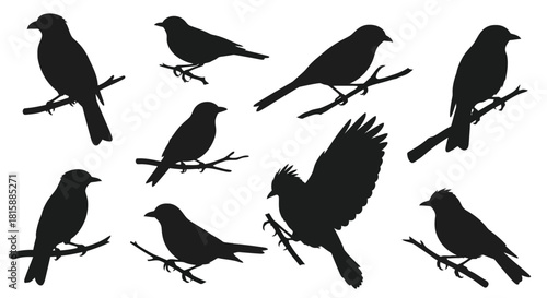 Collection of various bird silhouettes perched on branches silhouette