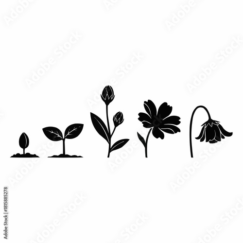 A black and white illustration depicting the life cycle of a flower, from seed to blossom.