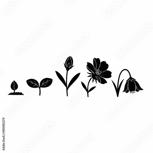 Black silhouette illustration showing a flower's life cycle, from seedling to full bloom and eventual withering.