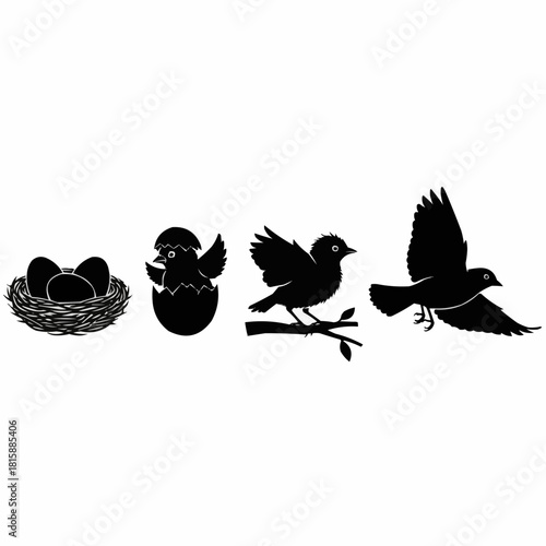 Silhouette illustration showing the life cycle of a bird, from eggs in a nest to a chick hatching, perching, and finally flying.