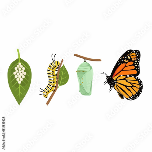 Illustration showing the life cycle of a monarch butterfly, from eggs on a leaf to caterpillar, chrysalis, and finally, the butterfly.