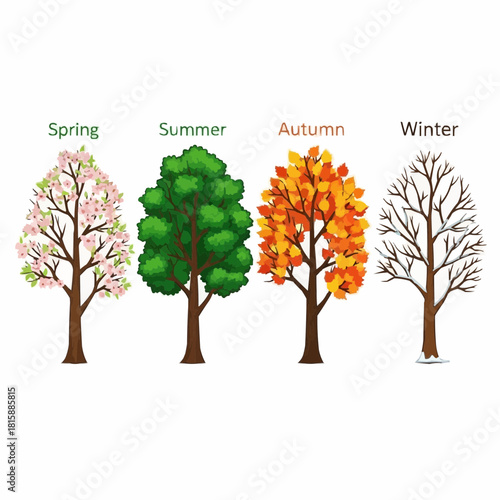 Illustration of a single tree depicted in four different seasons: spring, summer, autumn, and winter.
