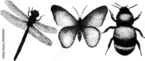 Insects vector set featuring a dragonfly, butterfly, and bee. Antique engraving style with stipple drawing and outline techniques.