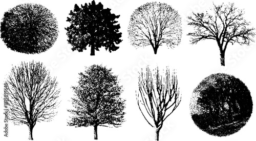 Tree silhouettes in vintage engravings style. Black outline illustrations showcasing different tree shapes in a vector set for various design applications.