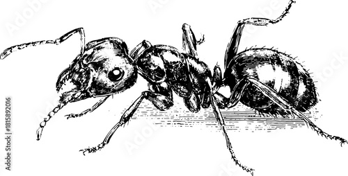 Ant silhouette in vintage style. Hand-drawn vector illustration showcasing detailed outlines with a classic aesthetic.