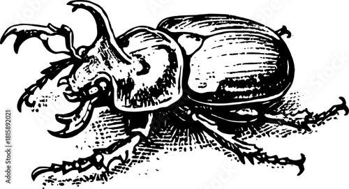 Beetle engraving in vintage style. Detailed black outline illustration for scientific purposes, ideal for educational vector art.