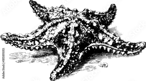 A vintage starfish engraving in black outline. Hand-drawn vector illustration showcasing marine life and oceanic elements in detail.