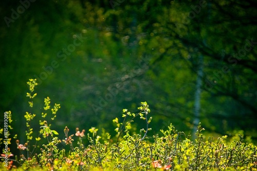 Fototapeta Naklejka Na Ścianę i Meble -  green grass and yellow flowers