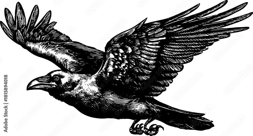 Naklejka premium Raven in flight with wings spread in a detailed ink sketch. Monochrome vector illustration of a bird with realistic feathers and claws.