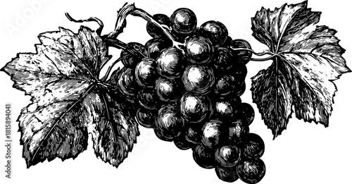 Vintage black and white vector illustration of grapes with detailed leaves. A classic botanical set showcases the natural beauty of this fruit.