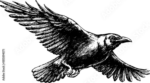 Crow flying with wings spread, detailed feathers and beak. Monochrome sketch in vintage engraving style vector illustration.