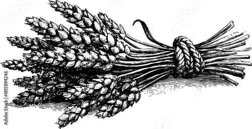 Black and white vintage line drawing of asparagus bundle. Detailed vector illustration showcasing natural farming and agricultural elements in a classic style.