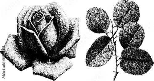 Rose silhouette engraving in vintage style, featuring detailed leaves and flowers. This classic vector illustration captures the elegance of nature.