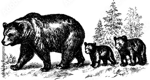 Bear with cubs illustrated in a vintage outline style. Black and white vector illustration set depicting wildlife in nature.