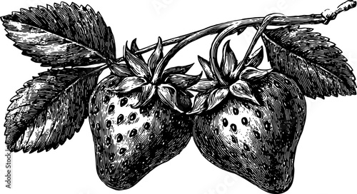 Strawberry outline drawing in vintage style. Black and white botanical illustration set, showcasing detailed fruits and leaves, ideal for vector use.