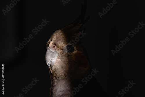 Portrait of cute and funny pet bird cockatiel preening and playing