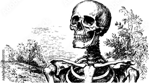 Skeleton illustration in vintage engraving style. Detailed black outline drawing representing anatomy in a vector set.